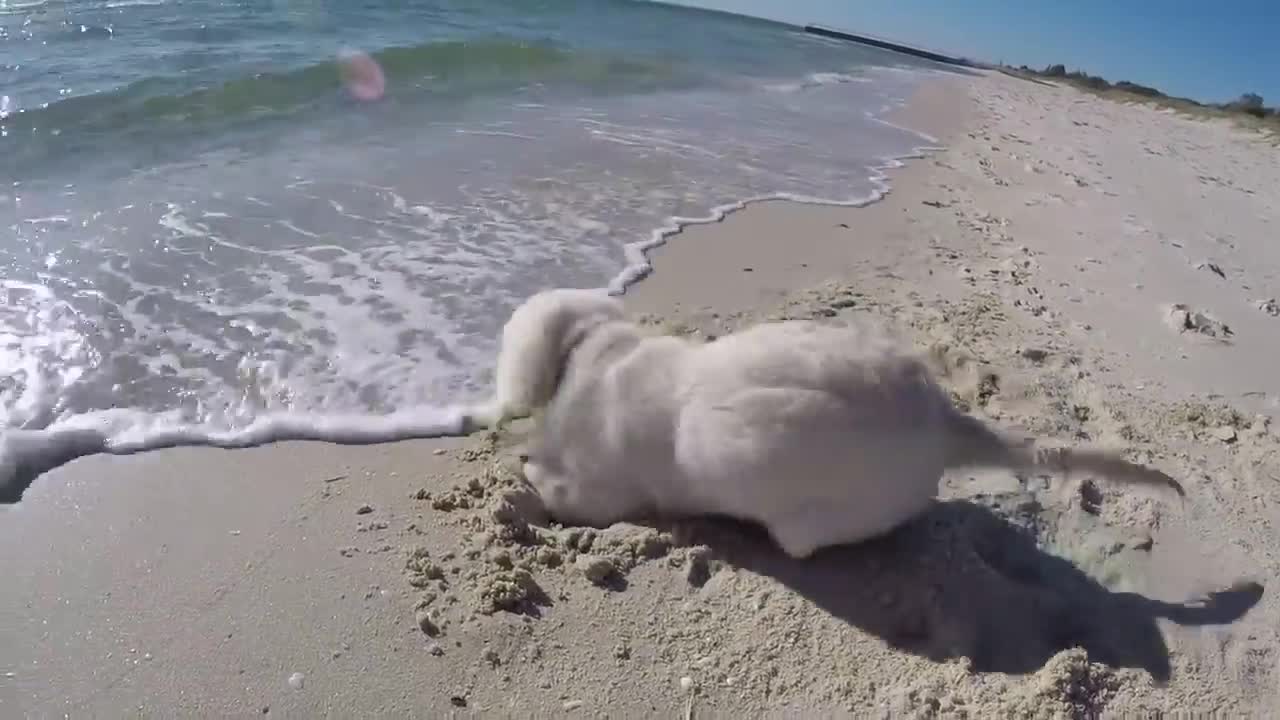 Puppy Digs a Hole