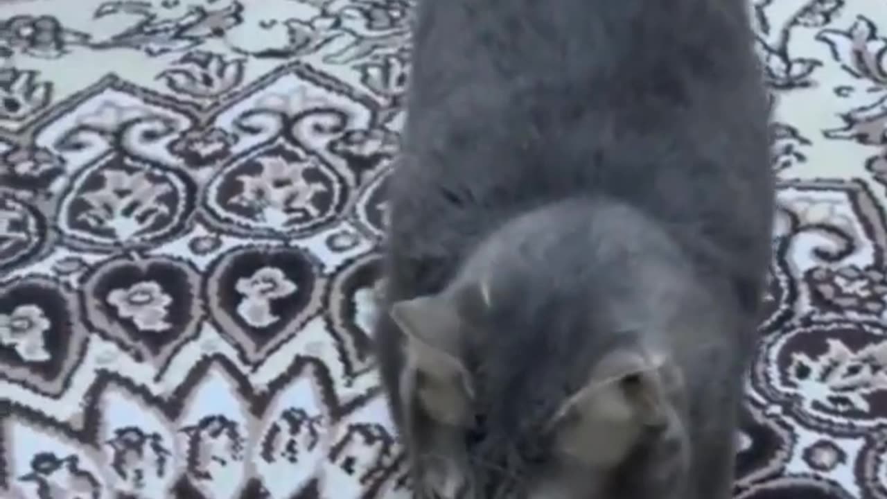 funny animals