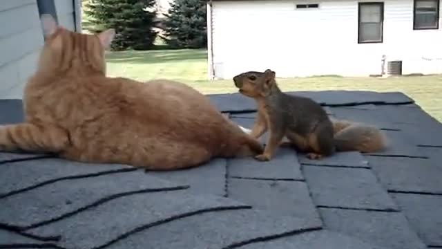 Ninja squirrel is having loads of fun with kitty