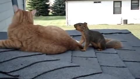 Ninja squirrel is having loads of fun with kitty