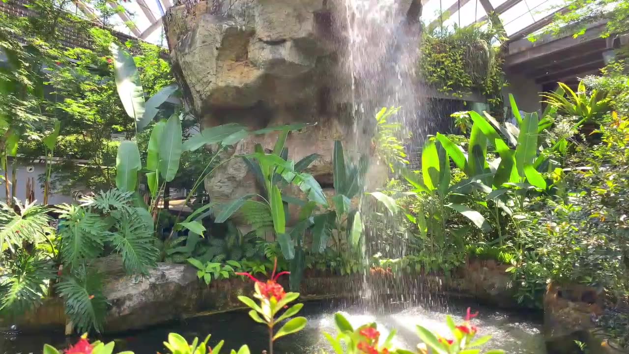 Butterflies are extracting honey from flowers.