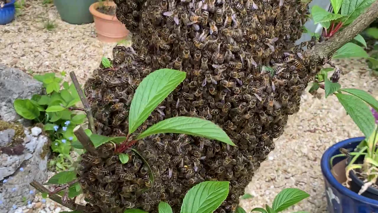 Honey Bee Swarm In The Garden