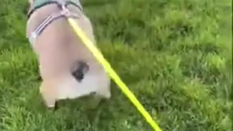 Funny_Animal_Videos__Funny_Animals___Try_not_to_laugh_Shorts