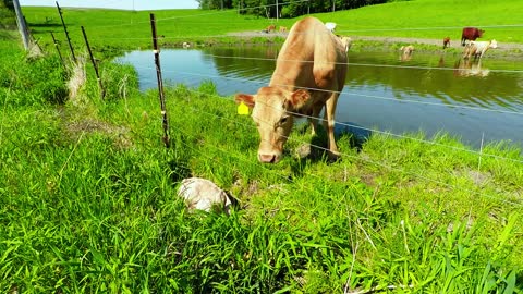 Mother cow asks man to save newborn calf