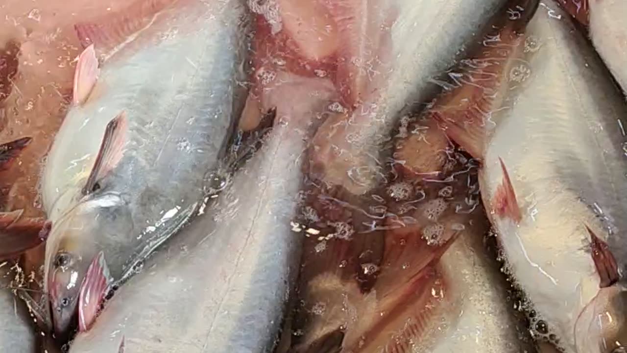 Nice Pangas Fish Video In Bangladesh Fish Market#shorts