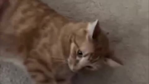 Funny animal videos I found on Instagram 100