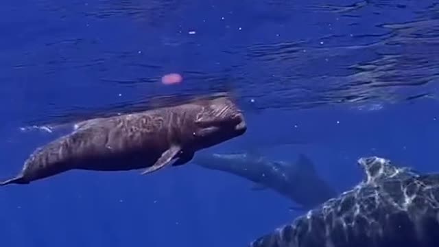 Did you hear it's cute little squeaks!