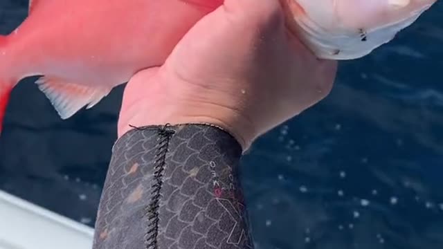 Which fish are your favorite