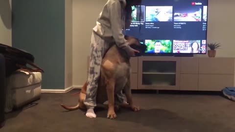 Boerboel wrestling sister gently😋😋😋##