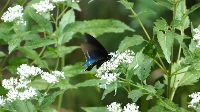 Butterfly# Butterfly video# Animal video#