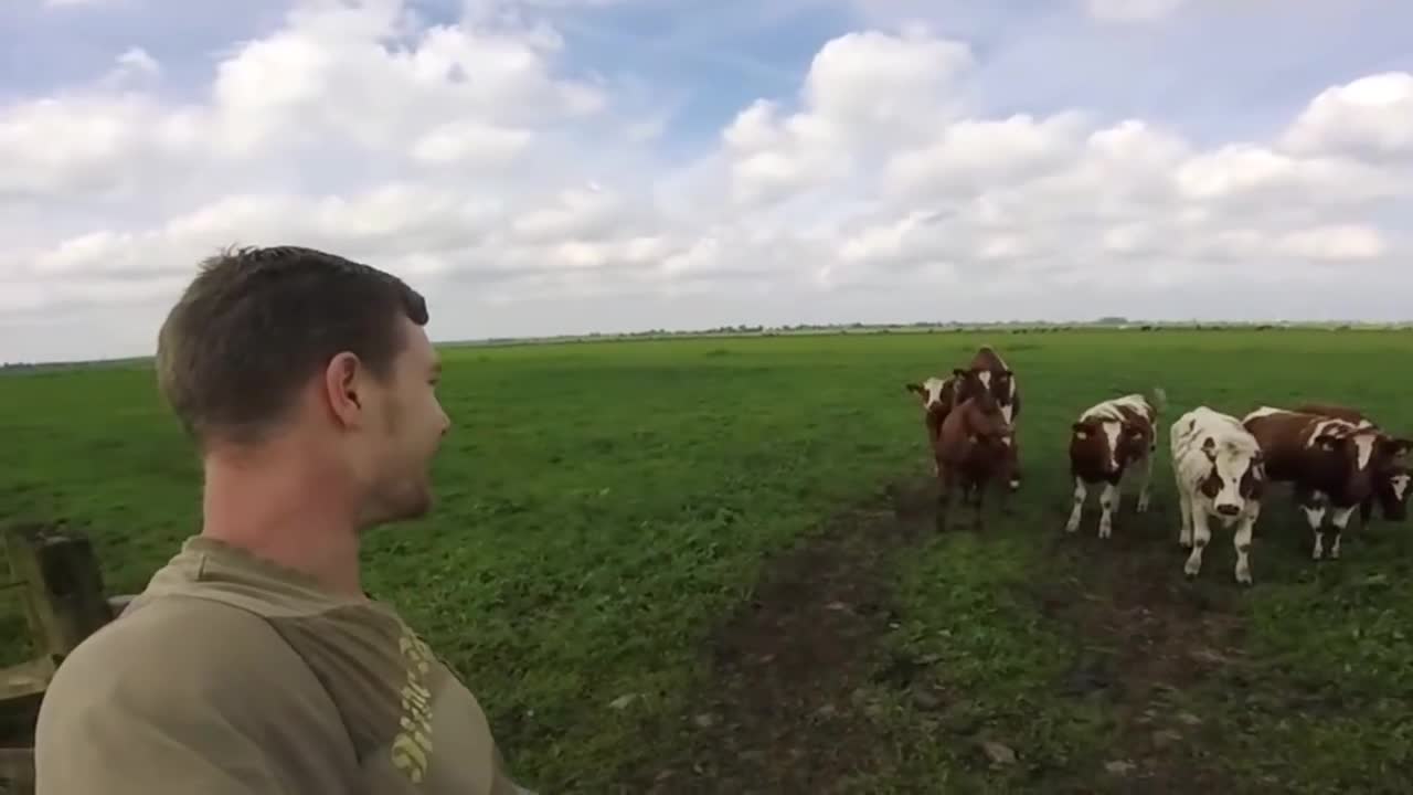 'Burping Cow Whisperer' Captivates Herd Of Cattle