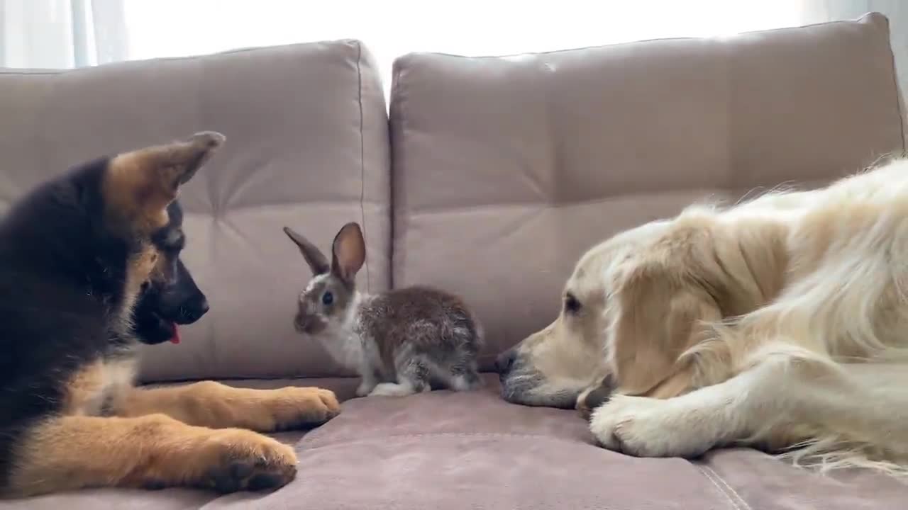 Golden Retriever and German Shepherd Puppy Meet New Baby Rabbit