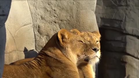 Exploring Earth's Amazing Animals