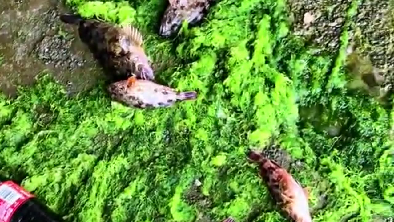 Weirdest Fish 🐟 Amazing Ocean Creatures 🐟