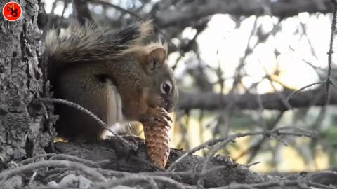 Squirrel funny videos animal video