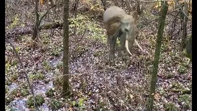 Craziest thing I've ever seen while hunting