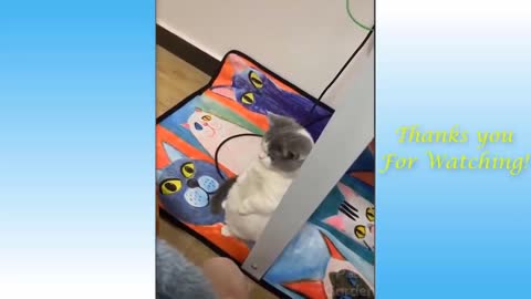 Funny, Animals, Funniest Animals, Funny Videos