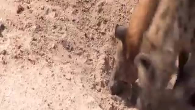 My God! The mother of the ostrich failed to protect her eggs from the hyena, the human, the monkey