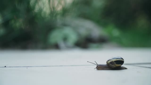 Snail Shell Mollusk