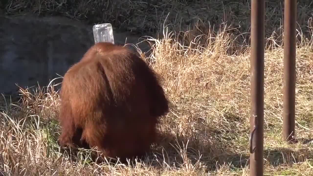 This Is How Orangutan Drink Water - So Cute!!!!!!!!!!