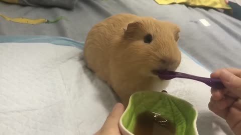 Guinea pig taking medicine by itself