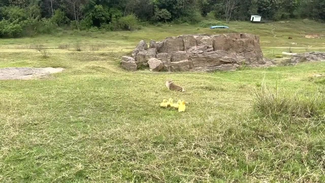 The kitten takes three ducklings on an outdoor trip! happy duck🐥Cute and interesting animal video