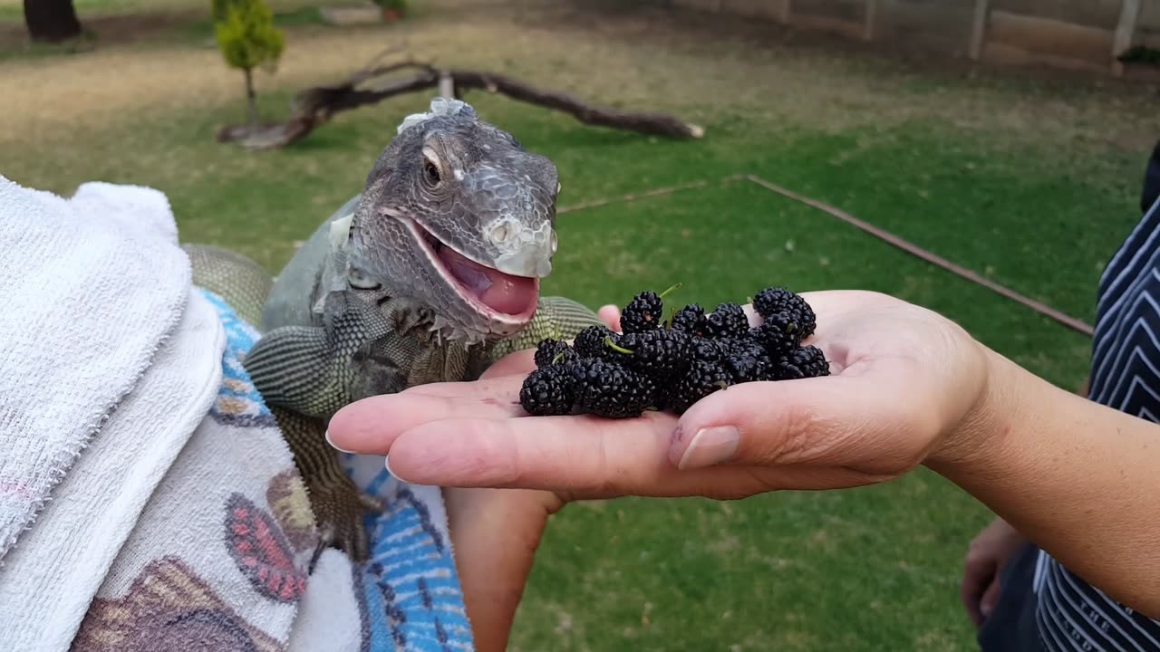 It's Mulberry Season! (Green Iguana Diet)