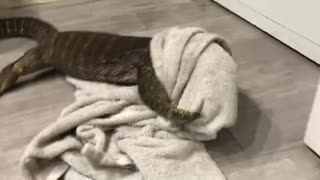 Monitor Lizard Wrestles With Towel