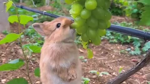 Young Bunny Rabbit Eats Grapes While Standing On A Rock