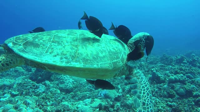 The fish are playing with the turtle