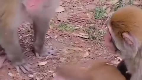 # Cute animals#25