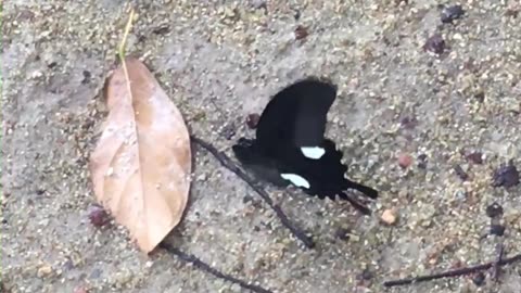Beautiful butterfly resting on a hot summer day