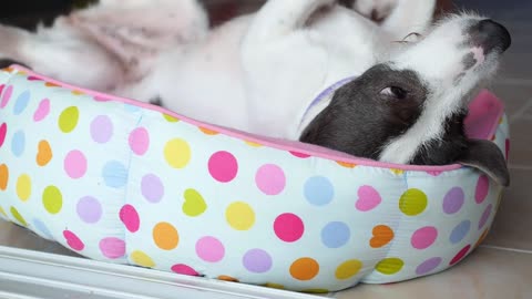 Watch the most beautiful moments with baby doll dogs