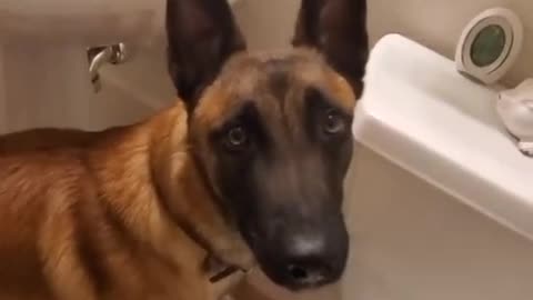 Smart dog pissing in the toilet