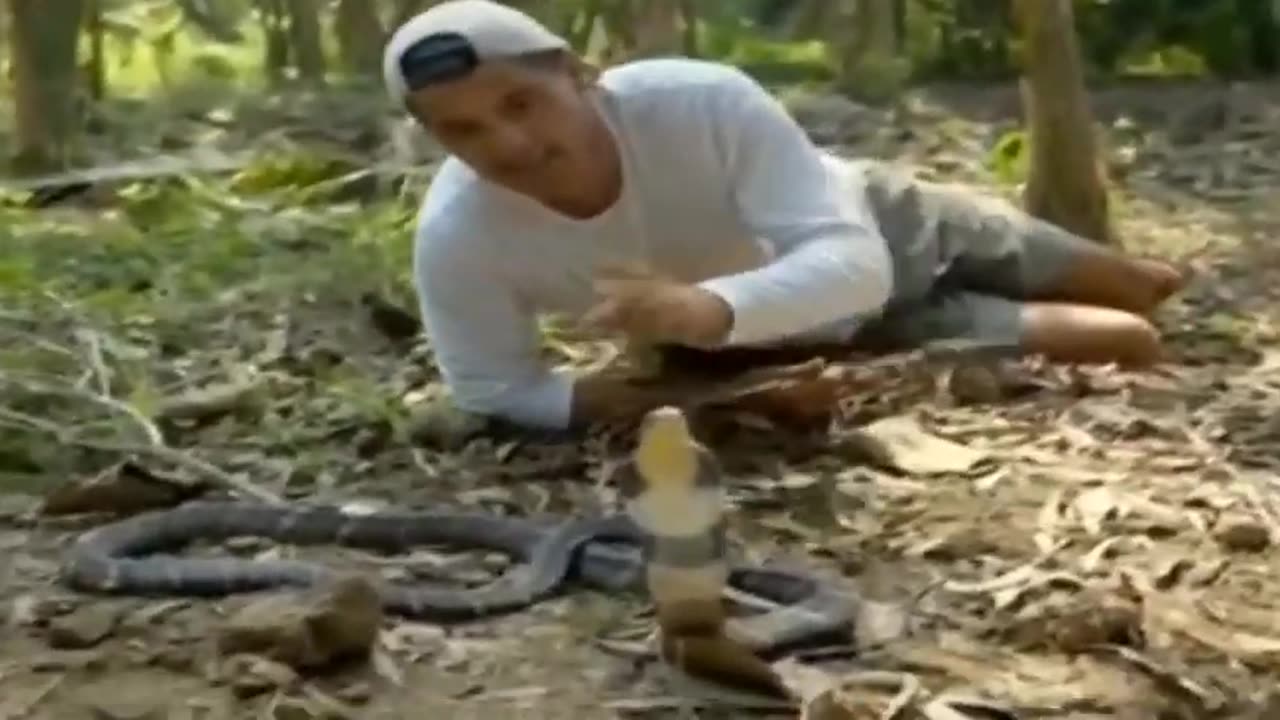 Wild Frank kisses to King Cobra Snake