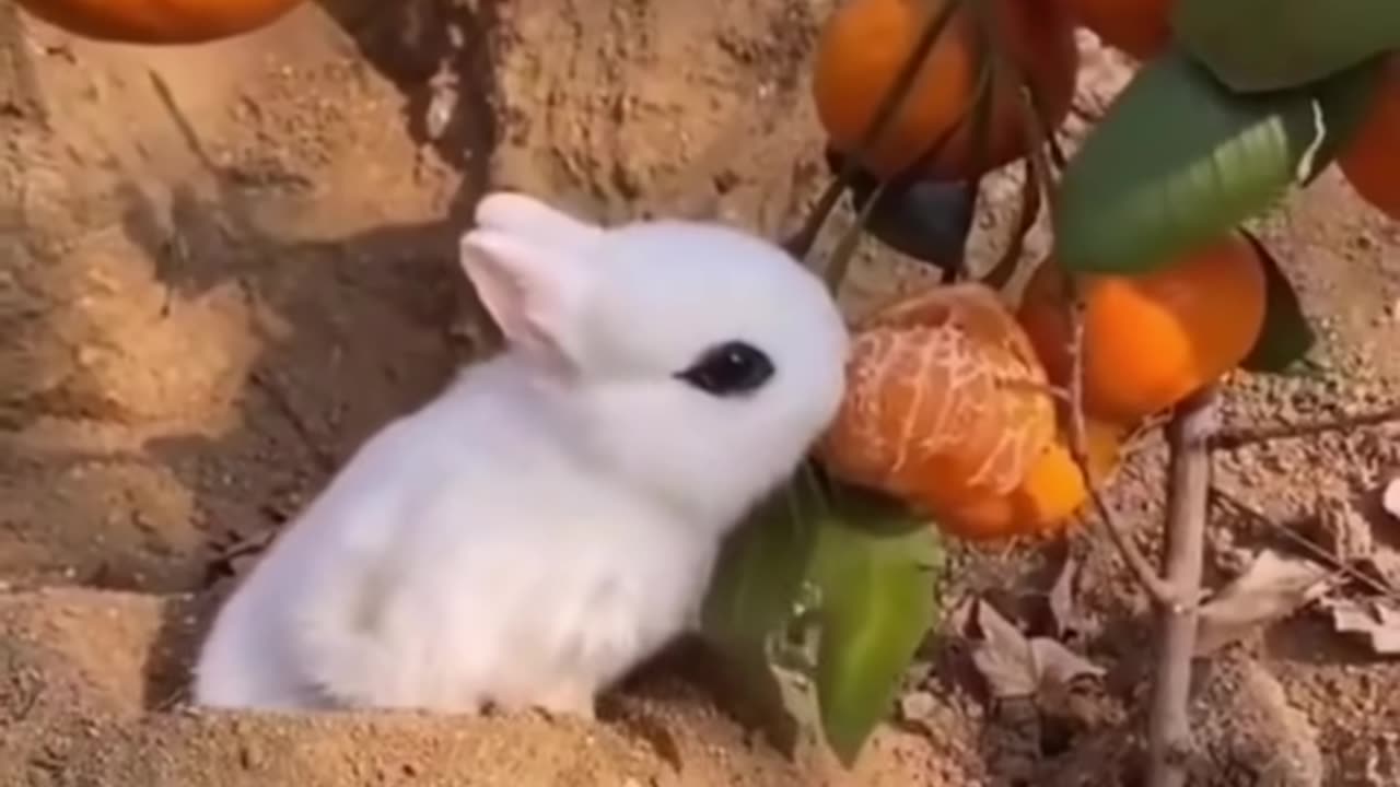 Best Funny Animal Videos of the year (2023), funniest animals ever.