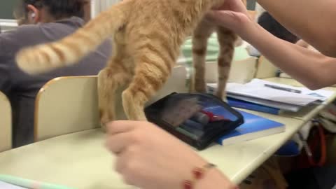 A cat broke into the class