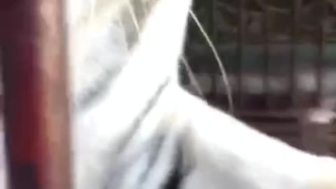 The tiger in the cage