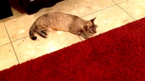 Drunken Cat