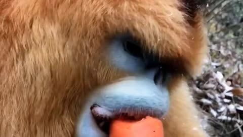 The golden monkey is eating carrots