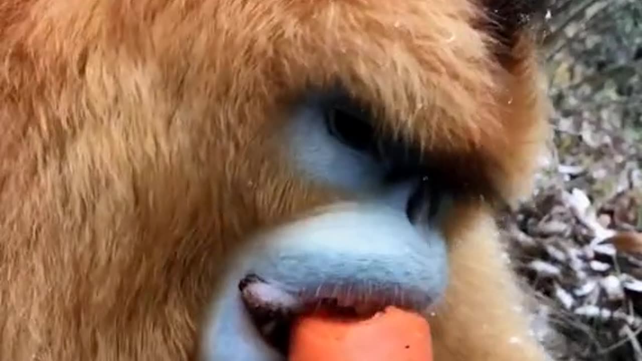 The golden monkey is eating carrots