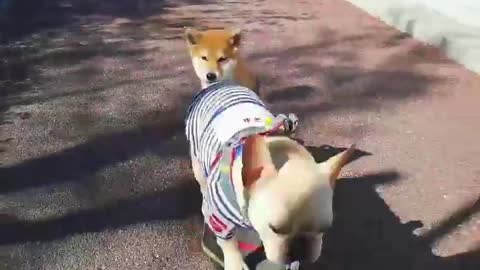 SkateDog