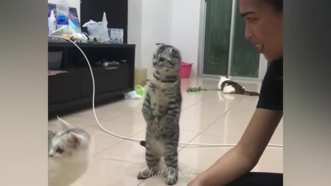 Funny cat ,try not to laugh