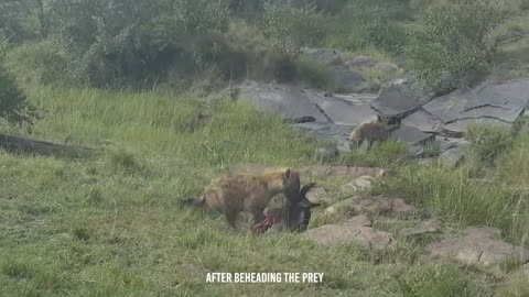 terrifying hyena rips a wildebeest s guts