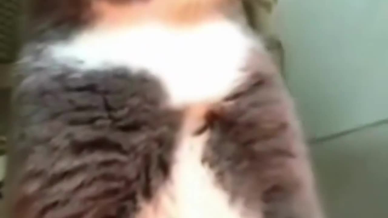 Funny cat video 😂