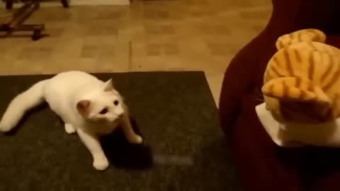 Funny animals