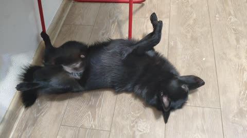 Schipperke Vince Yawns Very Cute