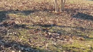 Dog Barks With Dr. Pepper Box Stuck on Head