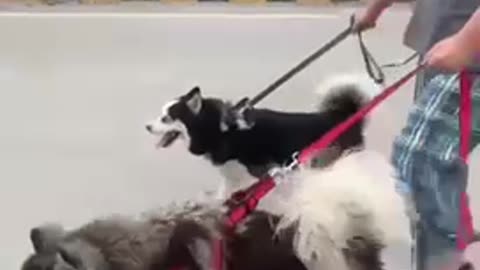 Huskies