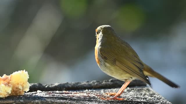 Beautiful bird